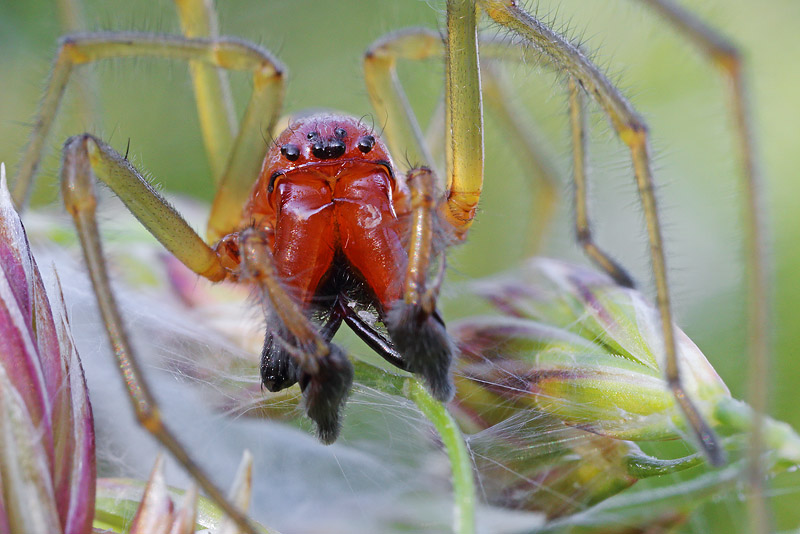 Cheiracanthium elegans -